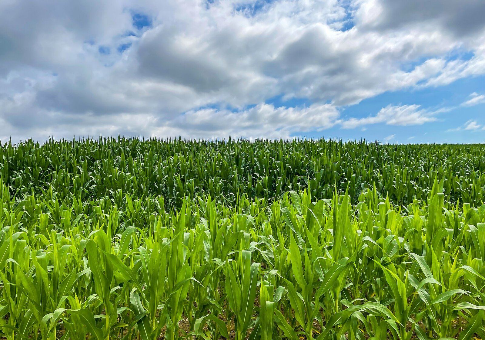 Large green maize field under a blue sky