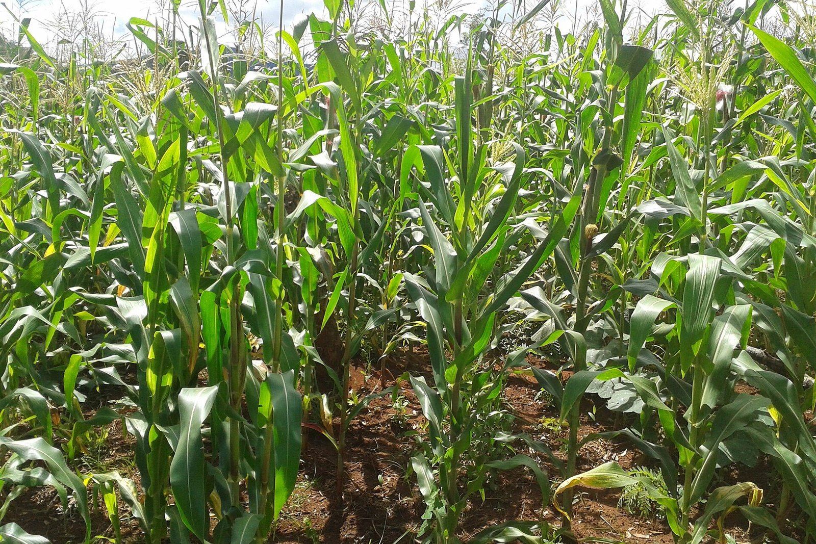 Tall maize plants on the farm